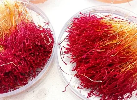 تصویر 3 از زعفران دسته خوش‌ عطر با رشته‌ های سالم و یکدست